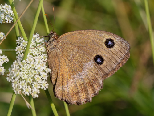 Photo: dryas