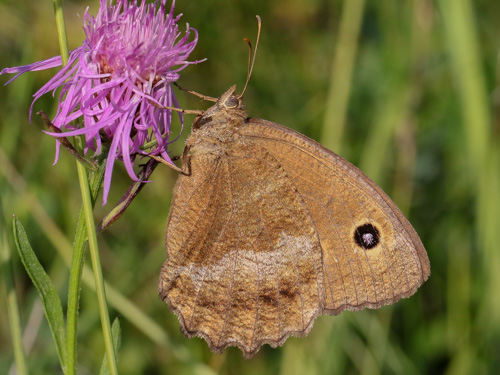 Photo: dryas