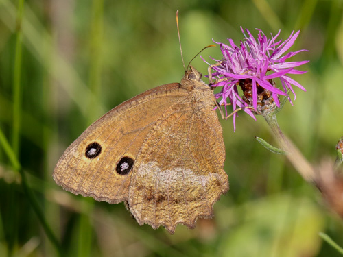 Photo: dryas