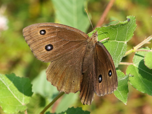 Photo: dryas