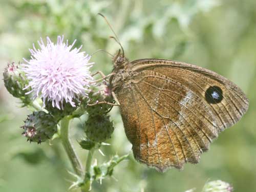 Photo: dryas
