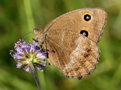 Photo: dryas