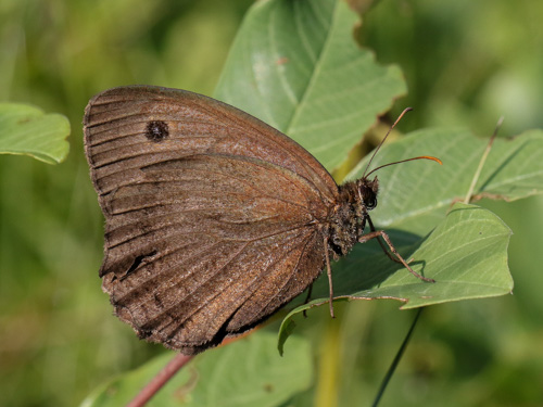 Photo: dryas