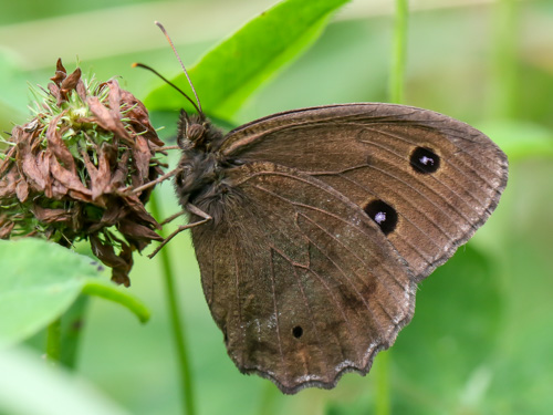 Photo: dryas