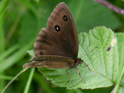 Photo: dryas