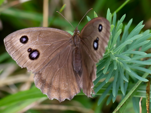 Photo: dryas