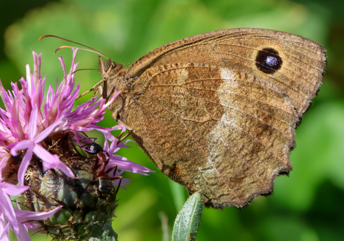 Photo: dryas