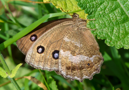 Photo: dryas