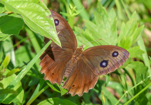 Photo: dryas