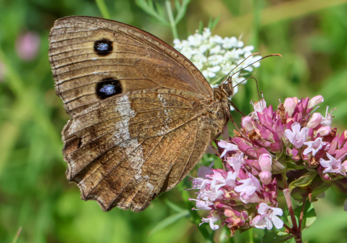 Photo: dryas