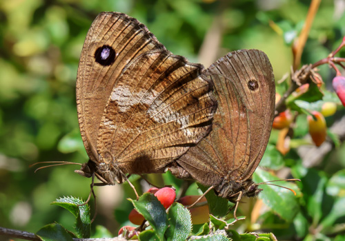 Photo: dryas