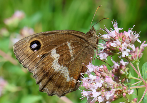 Photo: dryas