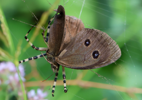 Photo: dryas