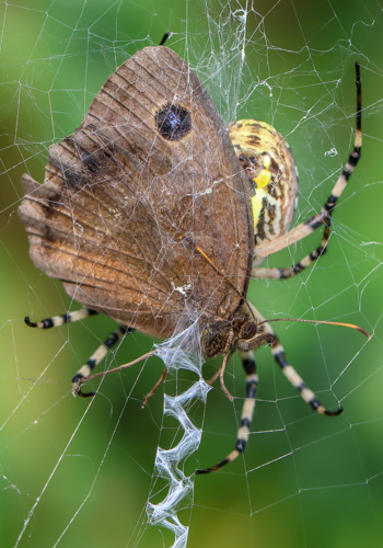 Photo: dryas