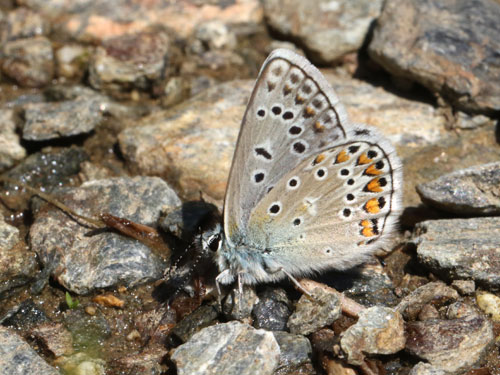 Photo: eroides