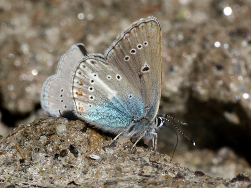 Photo: eumedon
