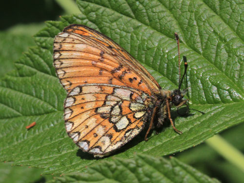 Photo: eunomia13.jpg
