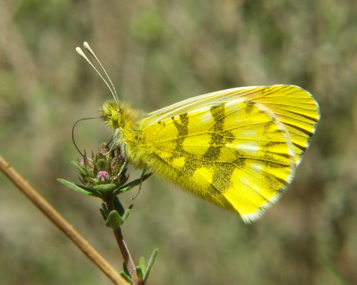 Photo: euphenoides15.jpg