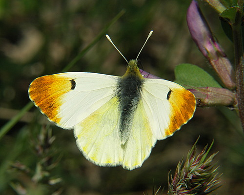 Photo: euphenoides17.jpg