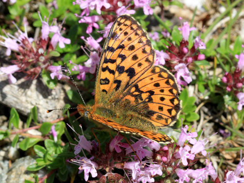 Photo: euphrosyne