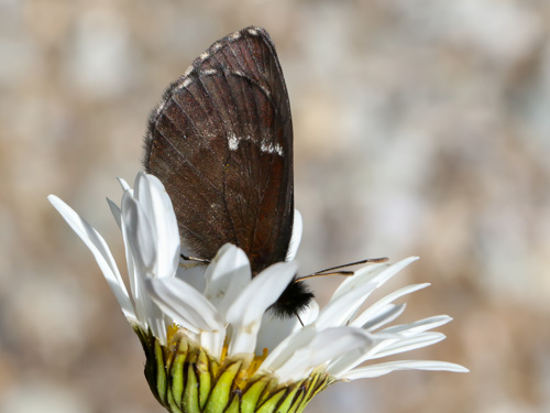 Photo: euryale