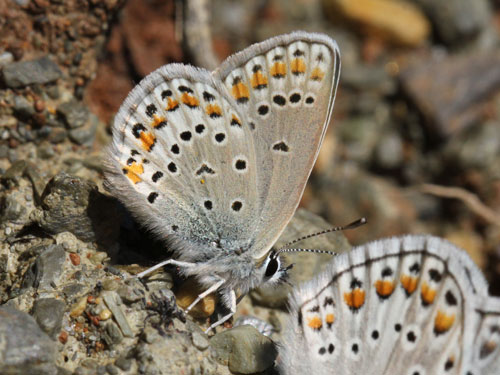 Photo: eurypilus