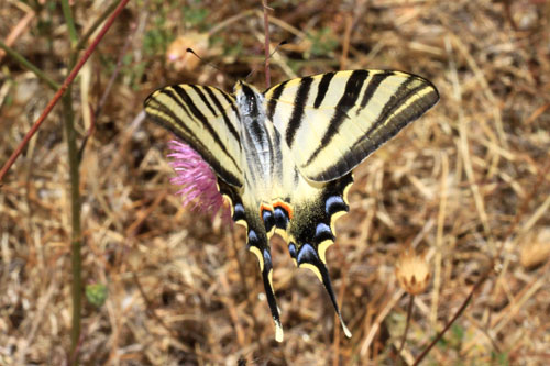 Photo: podalirius feisthamelii