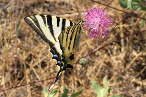 Photo: podalirius feisthamelii