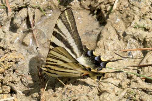 Photo: podalirius feisthamelii