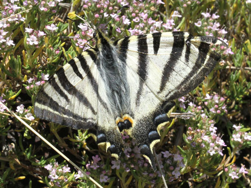 Photo: podalirius feisthamelii