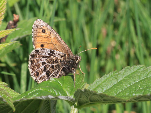 Photo: glacialis
