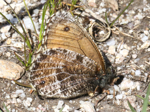 Photo: glacialis33.jpg