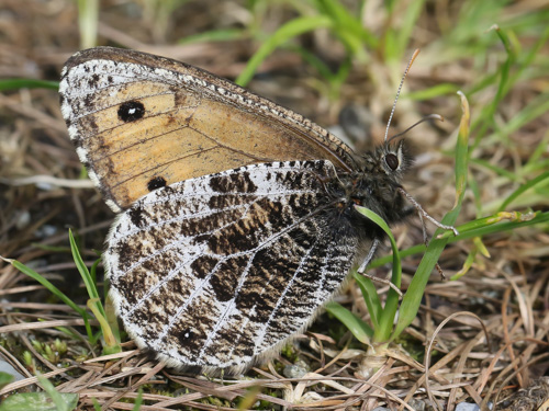 Photo: glacialis