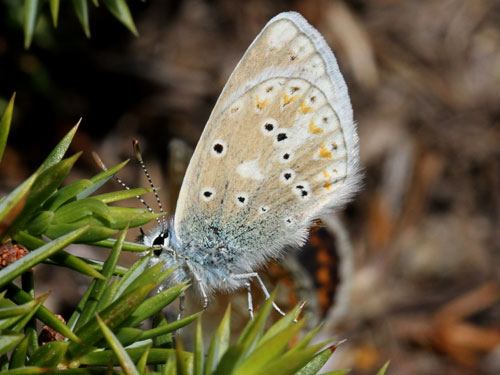 Photo: golgus
