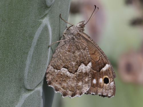 Photo: gomera