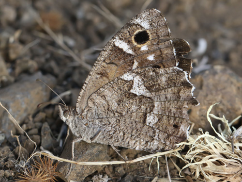 Photo: gomera11.jpg