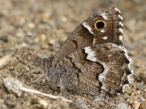 Photo: gomera12.jpg