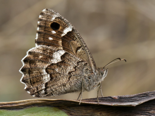 Photo: gomera18.jpg