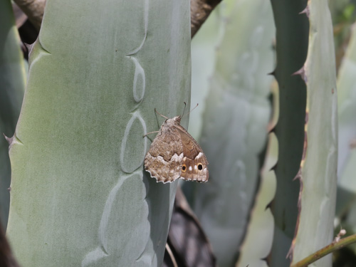 Photo: gomera