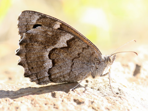 Photo: gomera20.jpg