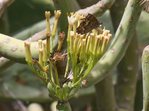 Photo: gomera23.jpg