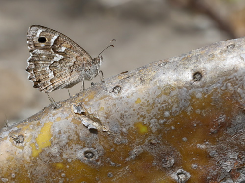 Photo: gomera