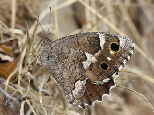 Photo: gomera4.jpg