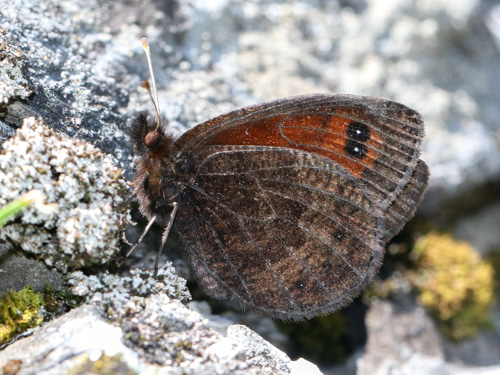 Photo: gorgone17.jpg