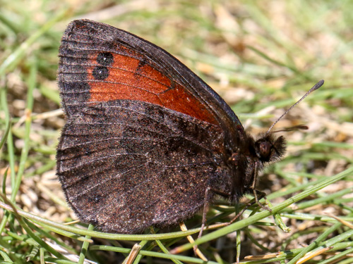 Photo: gorgone18.jpg