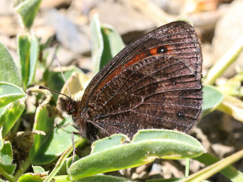 Photo: gorgone19.jpg