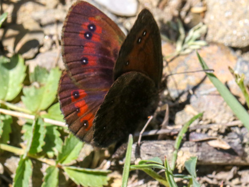 Photo: gorgone21.jpg