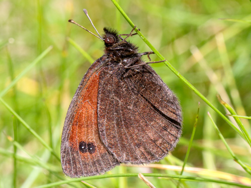 Photo: gorgone5.jpg