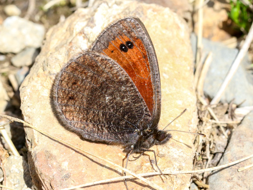 Photo: gorgone6.jpg