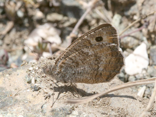 Photo: graeca